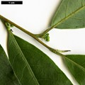 SpeciesSub: var. dictyophylla